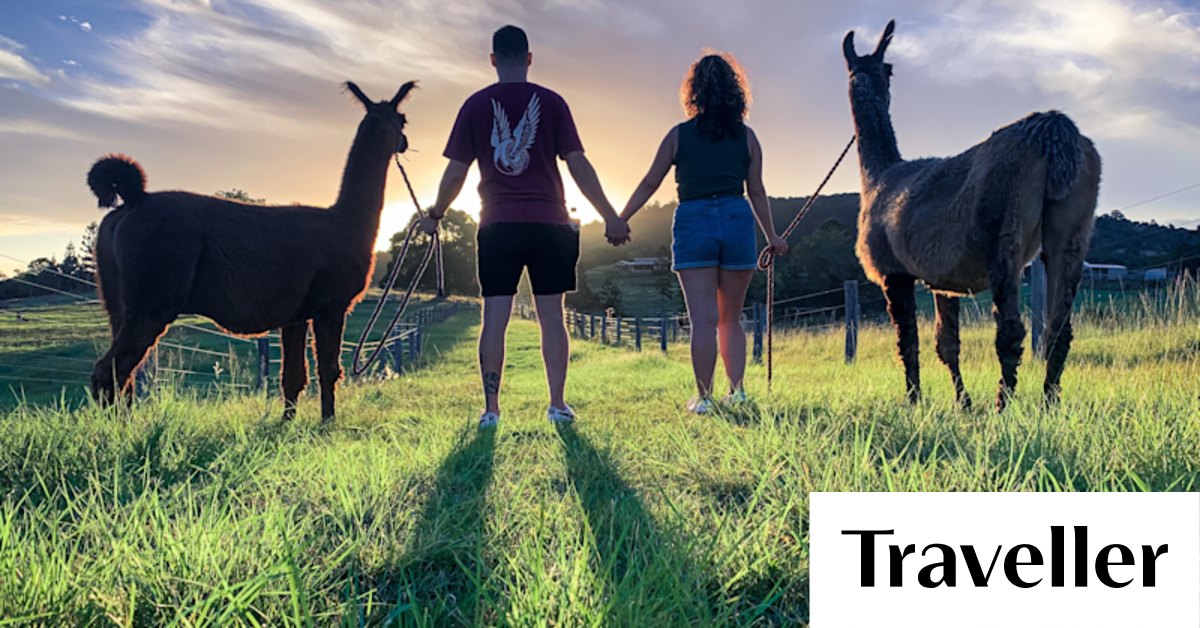 The Llama Farm, Ipswich: This Queensland farm offers an incredibly rare experience - Vimarsana News