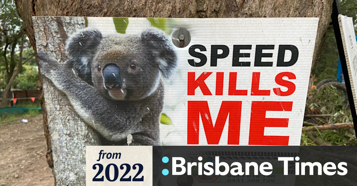 Why the numbers in Queensland’s new koala report just don’t add up