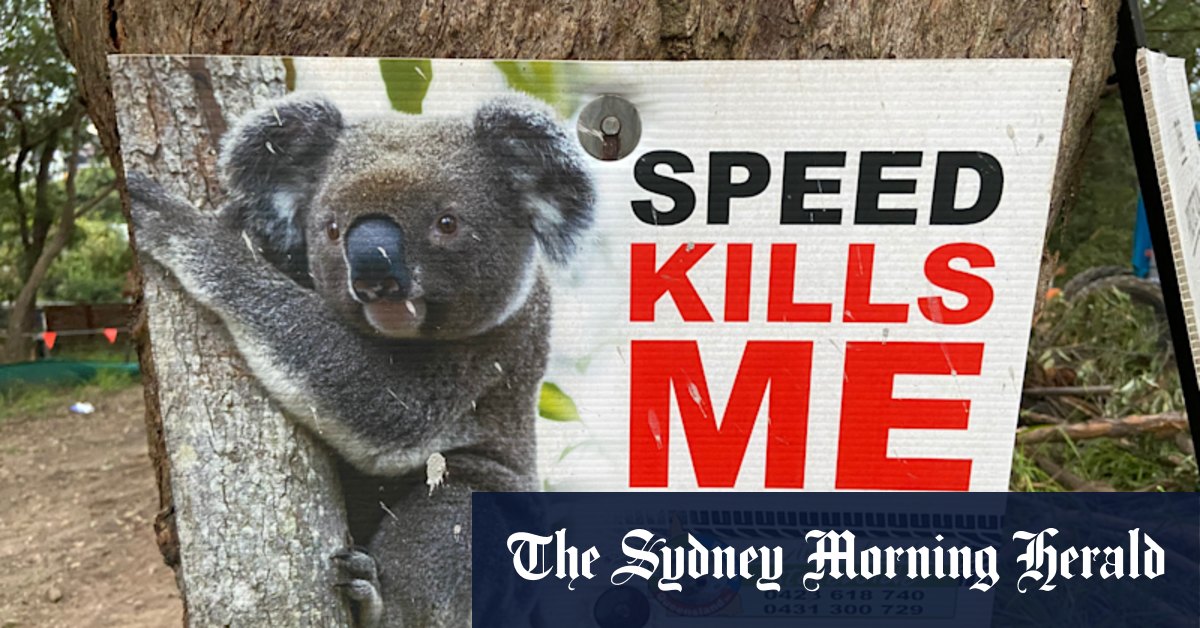 Why the numbers in Queensland's new koala report just don't add up - Vimarsana News