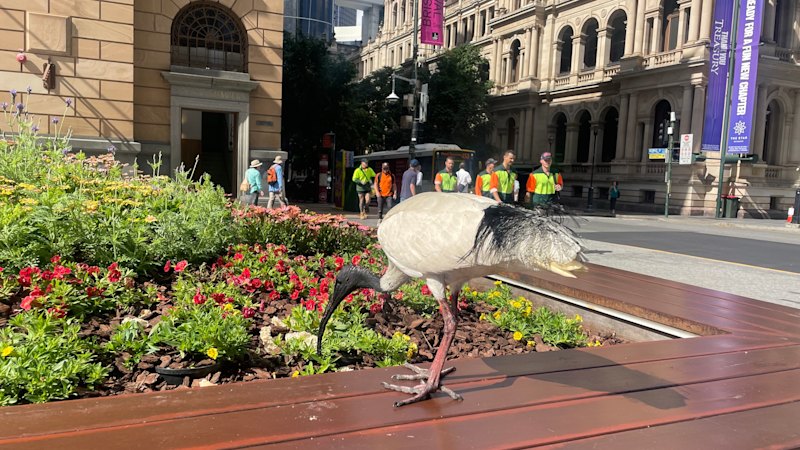 What is the ‘Bin Chicken Roundabout’? Take the Brisbane Times Quiz