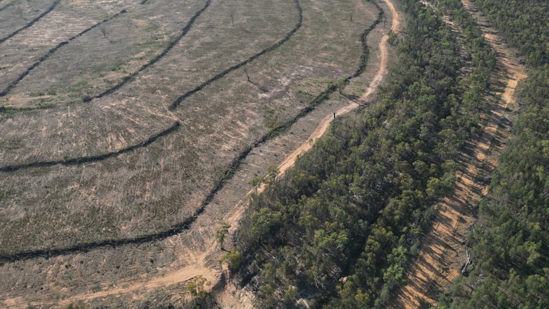 Land clearing laws failing native species on global standards