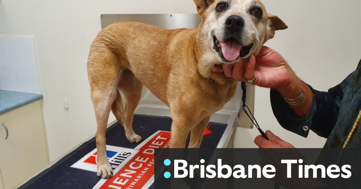 Uq Vets Need Volunteers To Trial Promising Cancer Treatment For Dogs