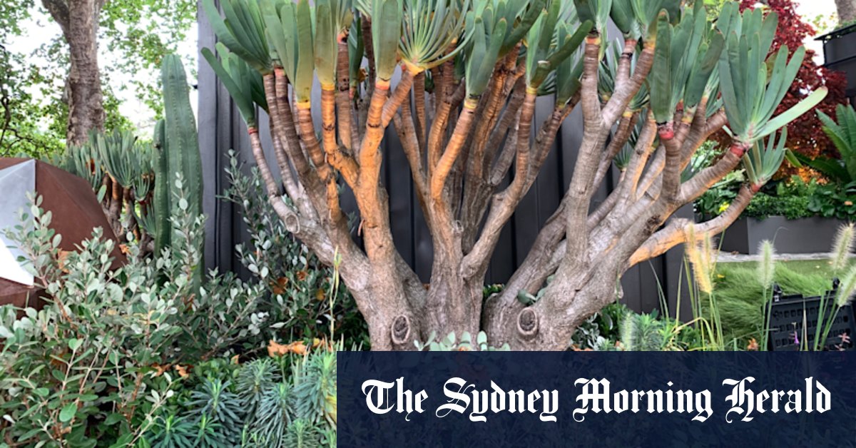 The best gardens at the Melbourne International garden and flower show - Vimarsana News