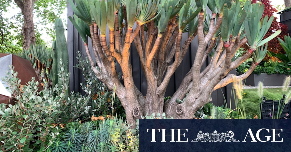 The best gardens at the Melbourne International garden and flower show - Vimarsana News