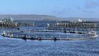 Tasmanian salmon farming has become a headache for the government.