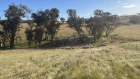 Sheep farmer James Campbell has signed up to the Regen Farmers Mutual to have the option of a second revenue stream – cash-in carbon credits.