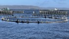A salmon farm in Macquarie Harbour in Tasmania.