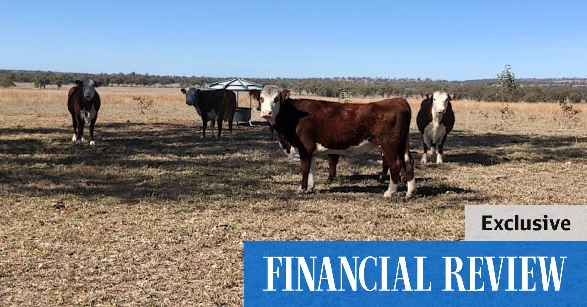 Gina Rinehart boosts Wagyu business with $80m cattle station swoop - Vimarsana News
