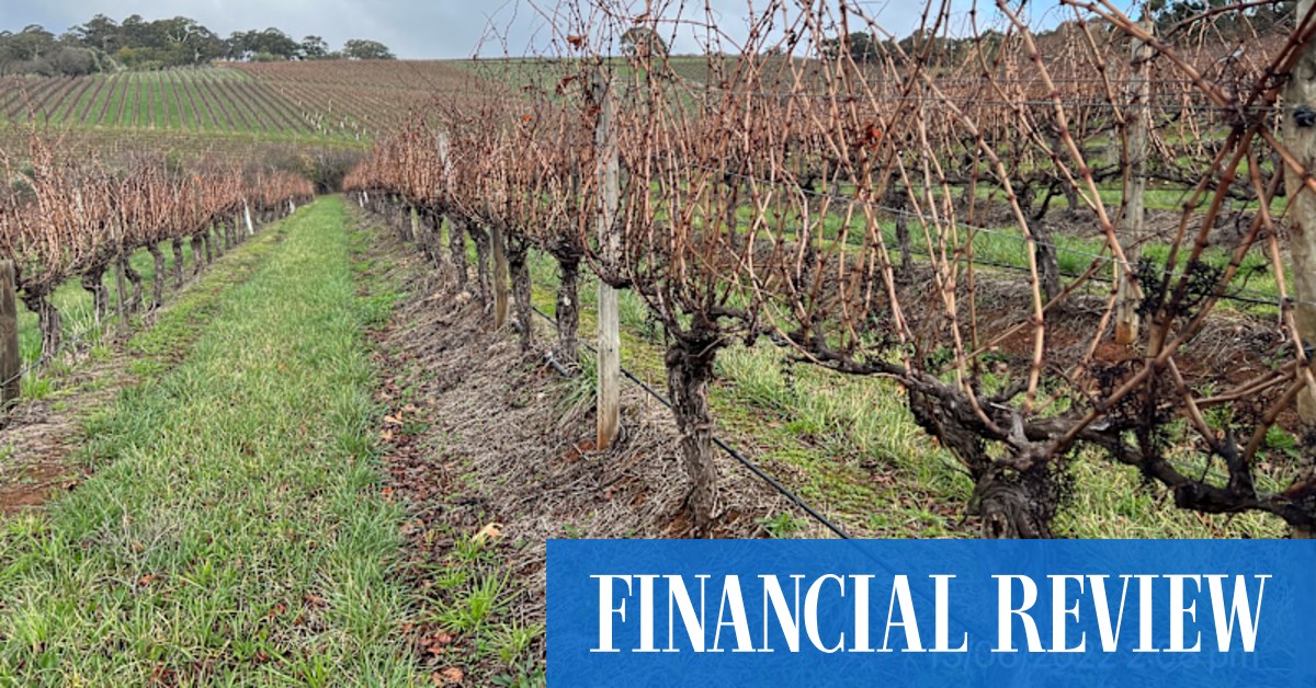 Centuria forges into Accolade's SA vineyards; rare opportunity, says Andrew Tout - Vimarsana News