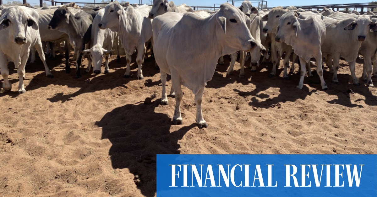 Brett Blundy, Gina Rinehart and the other rich listers behind the cattle station boom - Vimarsana News