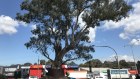 The 300-year-old River Red Gum in Bulleen wins Victoria's tree of the Year in 2019.