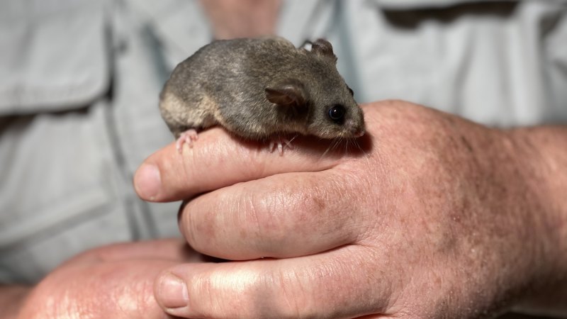 Marsupial yang terancam punah dipindahkan ke wilayah Lithgow NSW dalam upaya untuk menyelamatkan spesies dari kepunahan