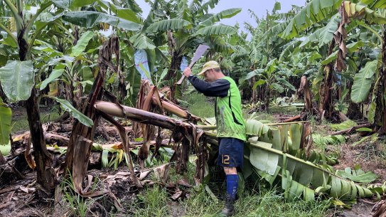 Tully banana farmer Paul Lardi cutting damaged crops on his property at Tully, north of Townsville, north Queensland. 