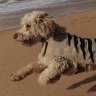 ‘People aren’t following rules’: Plan to unleash dogs on Sydney beaches splits locals
