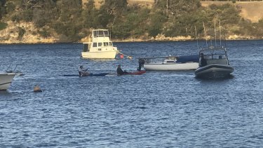 Perth shark attack swan river