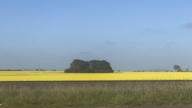 Canola in a field in western Victoria this week.