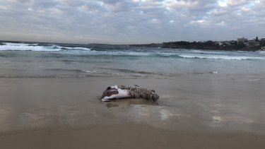 The carcass of an infant whale washed up at North Bondi overnight. 