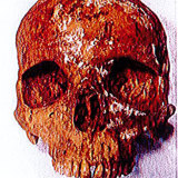 A recent forensic examination confirmed the skeleton is a European male. 