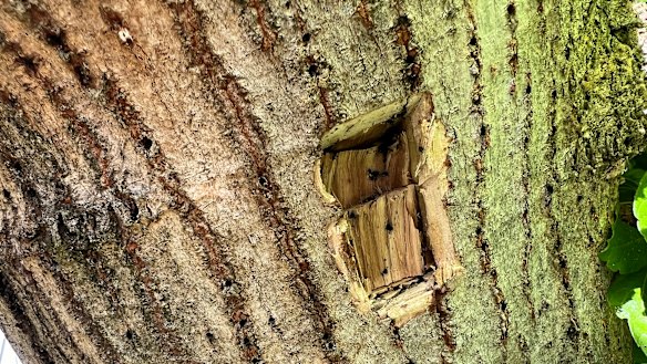 Shot-hole borer damage in the Perth Hills district.
