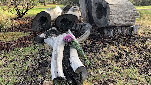 A man walked through Royal Park in Parkville to lay a bunch of purple flowers at the logs where a woman’s body was found. 
