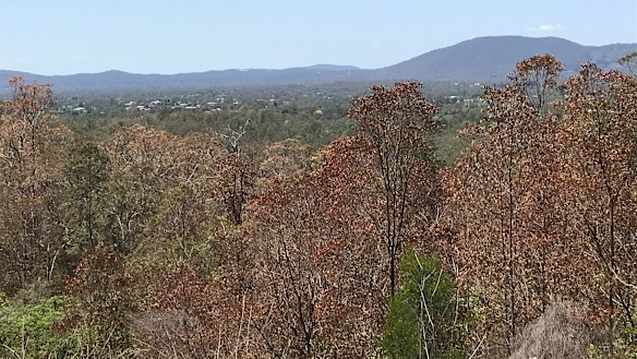 All the leaves are brown: Mass defoliation adds to fire risk around ...