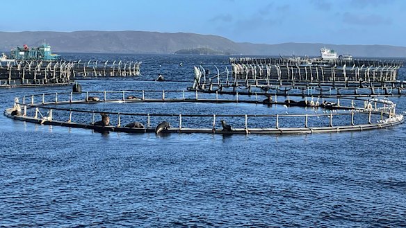 Tasmanian salmon farming has become a headache for the government.