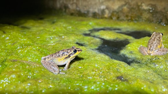 Australian Museum’s FrogID project records database of amphibian sounds
