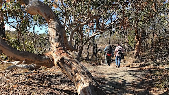 Stanthorpe will run out of water in December if there is no rainfall. Pictured are the bone-dry conditions in nearby Girraween National Park.