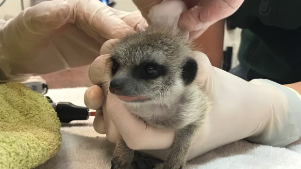 The baby meerkat is back in safe hands after its ordeal. 