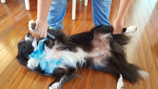 Dakota the border collie was stolen from a home in Brisbane's north on Tuesday.