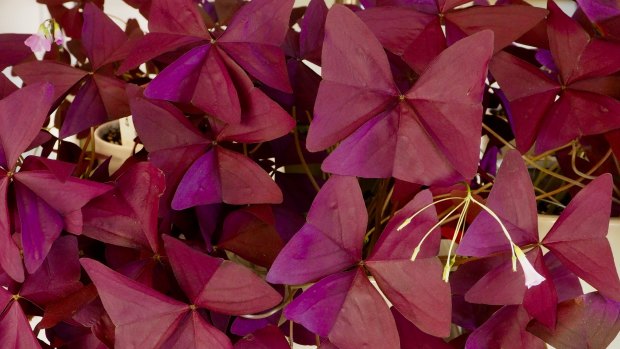 Purplel oxalis is among the striking foliage plants  propagated by the Smiths.