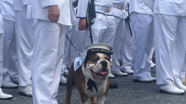 Hank is the cutest sailor on the HMAS Brisbane. 