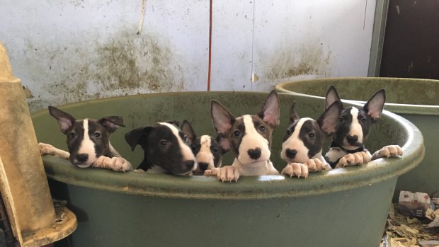 Some of the dogs were being cared for in Rockhampton and Bundaberg while the others are receiving care at the RSPCA headquarters at Wacol.