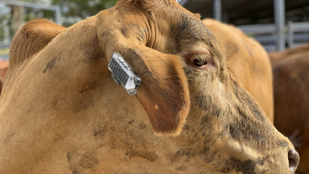 The Ceres Tag works like a Fitbit in the way it monitors the health and movement data of the animal.