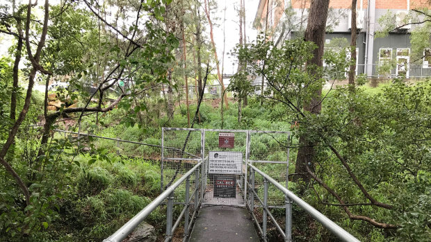 The bridge across Toowong Creek showing the 300-year-old tree in the far background.