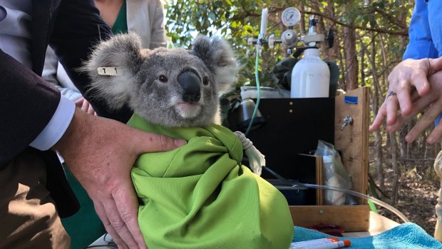 This young koala was tagged, measured and released back into Carindale bushland on Thursday.