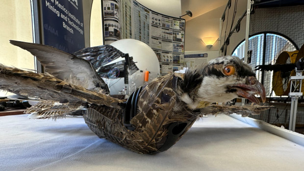 A taxidermy bird drone developed by researchers at New Mexico Institute of Mining and Technology in Socorro, New Mexico.