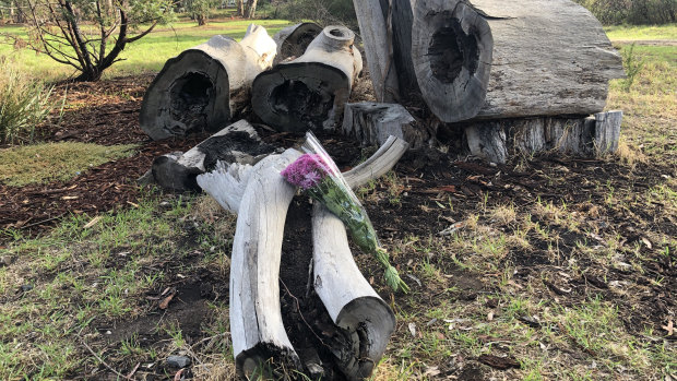 A man walked through Royal Park in Parkville to lay a bunch of purple flowers at the logs where a woman’s body was found. 