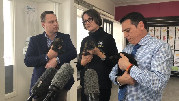 Deputy Mayor Adrian Schrinner, AWLQ strategic director Joy Verrinder and Councillor Peter Matic with foster kittens at the cat desexing program announcement.