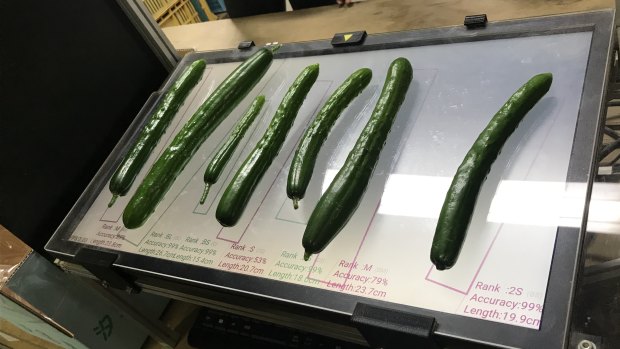 The cucumbers that Makoko Koike has graded using Google's TensorFlow AI tools.