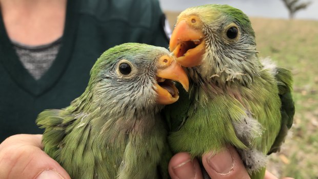 Two superb parrots born during 2018 in Canberra.
