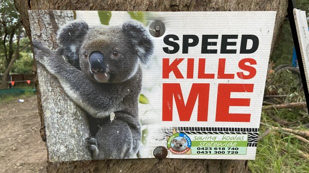 A report into the first year of Queensland’s new five-year Koala Conservation Strategy shows hits, complications and misses.