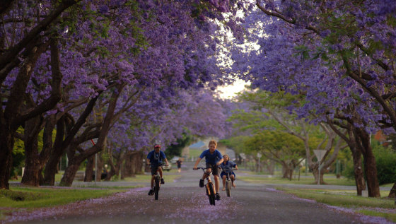 Grafton ablaze during the Jacaranda Festival.