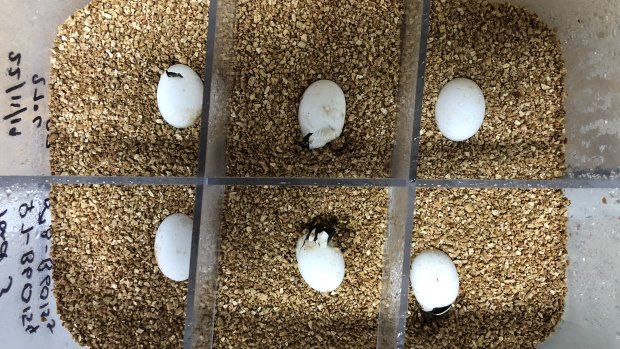 An egg incubator, with six tiny turtles inside.