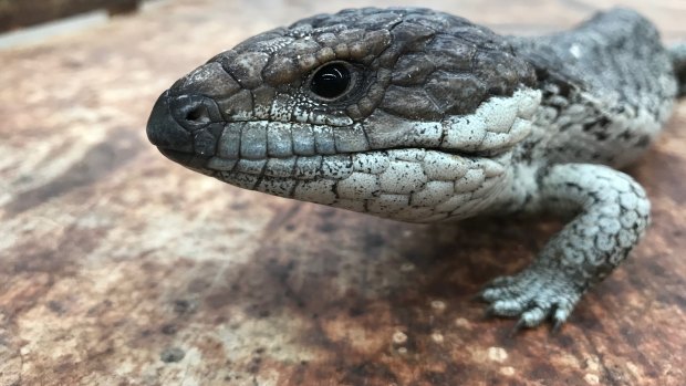 An adult coastal shingleback lizard from WA seized in a raid on wildlife smugglers in Melbourne. 