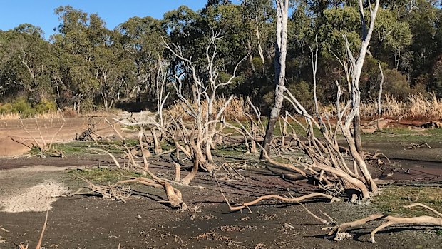 Stanthorpe's flood-racked Severn River, just outside town.