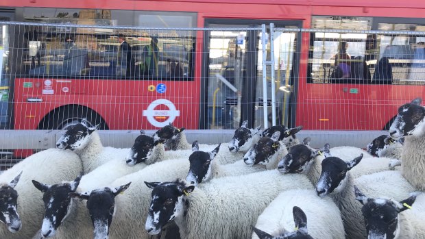 The sheep drive has been resurrected as an annual charity event.