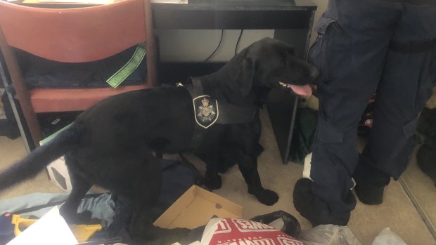 An AFP tech dog on a child protection raid.