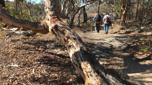 The Premier's comments come one week after Stanthorpe began trucking drinking water. Pictured are the dry conditions in nearby Girraween National Park.