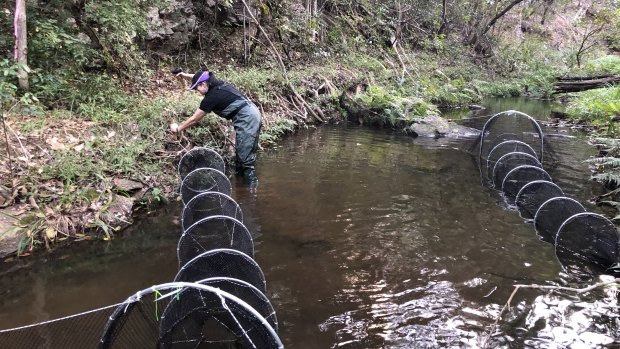 Tamielle Brunt setting trap nets during a platypus survey.